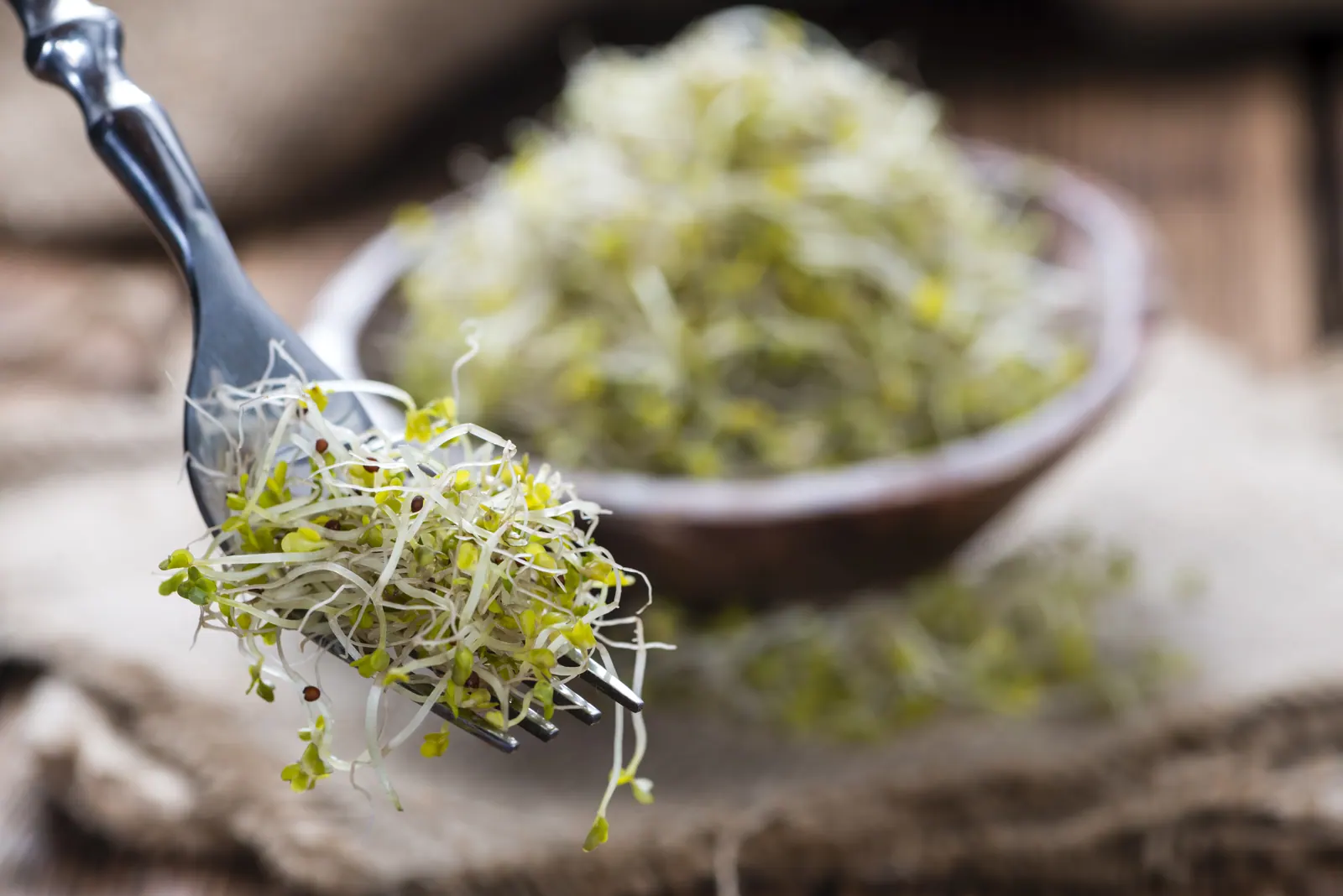 Fresh microgreens on a fork compared to mature vegetables