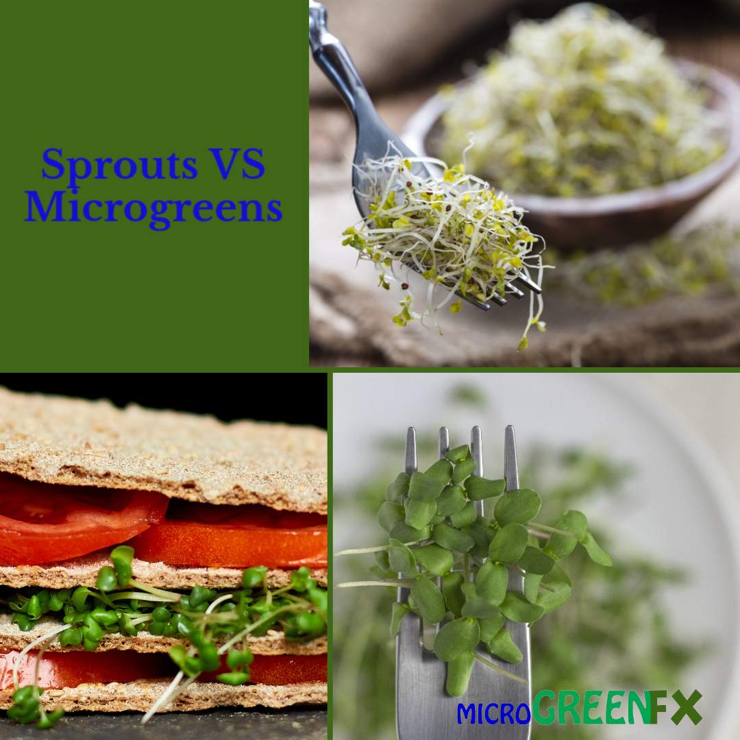 Microgreens compared side by side with sprouts