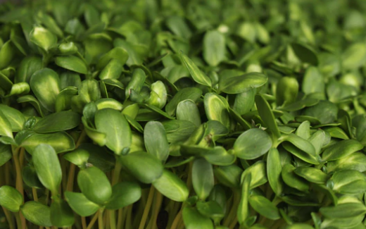 Fresh organic sunflower microgreens