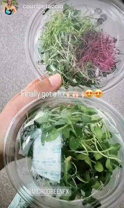 Court Petaccio getting the microgreen fix