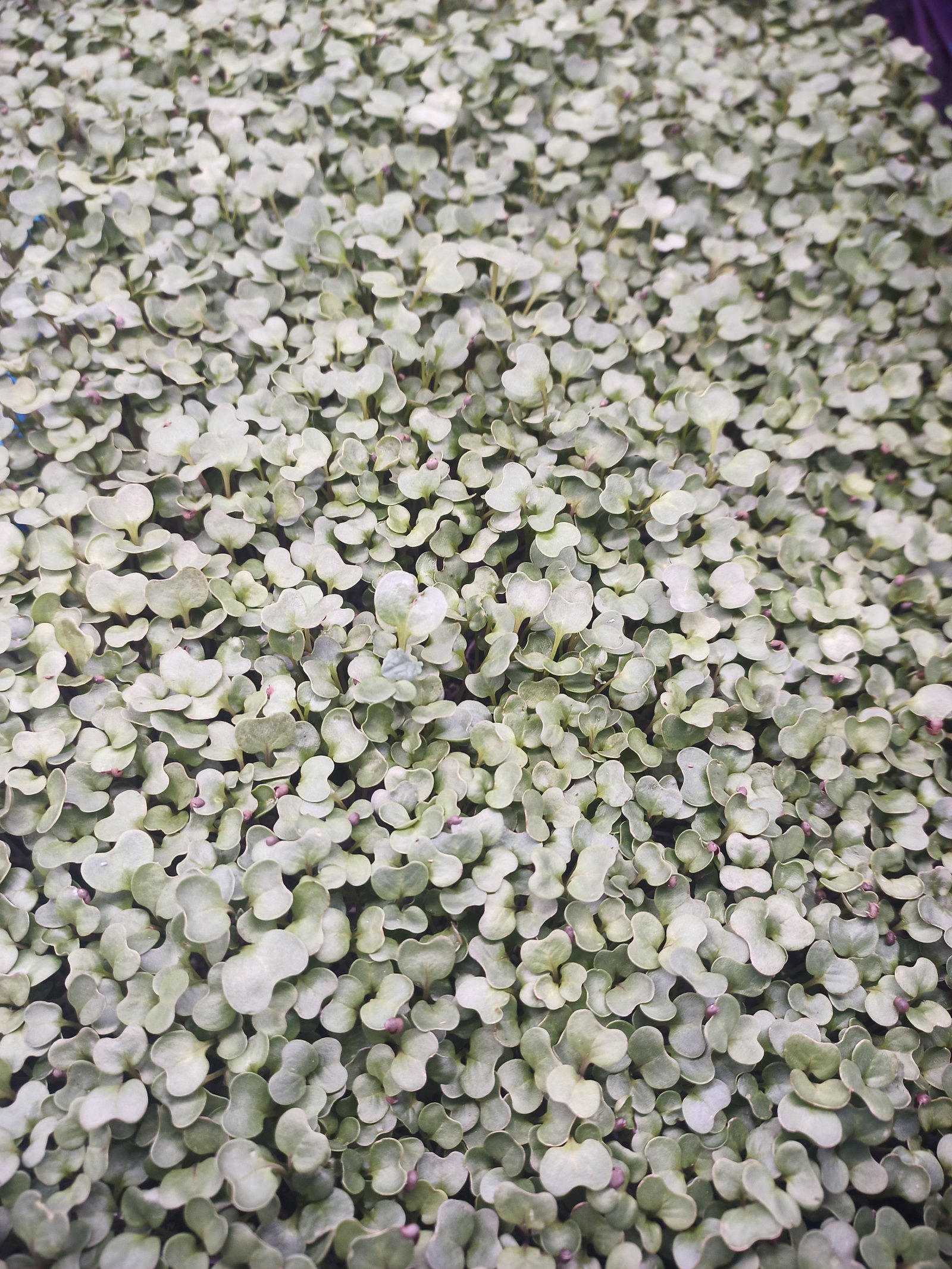 Dino kale microgreens aerial view