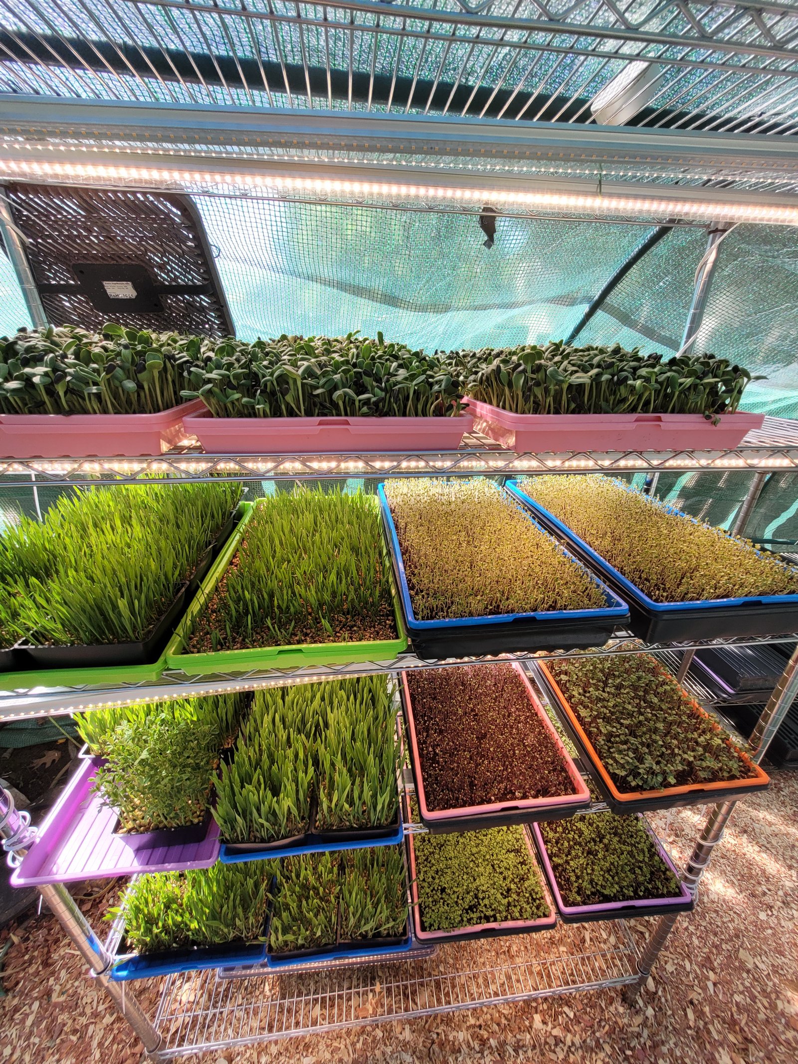 Our climate-controlled grow room