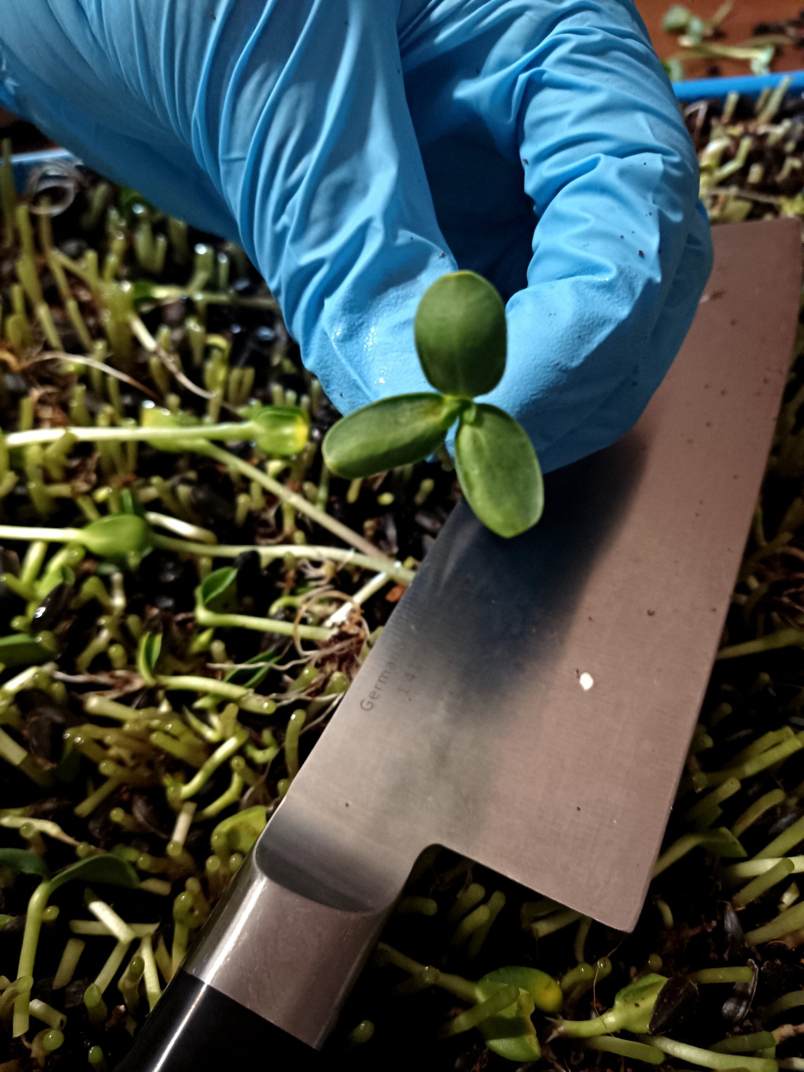 Freshly harvested microgreens