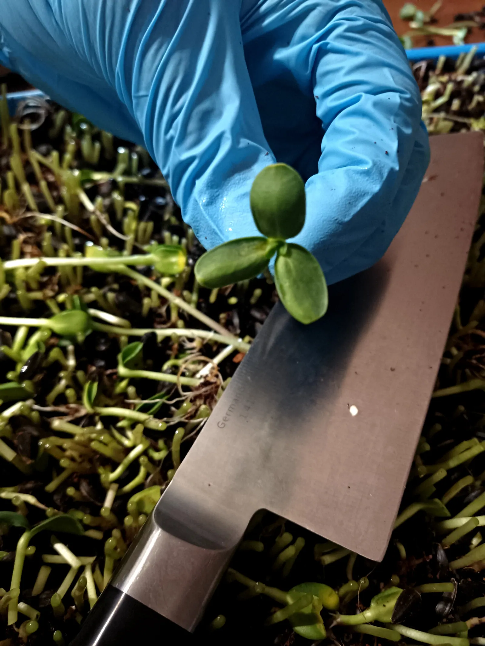 Freshly harvested microgreens