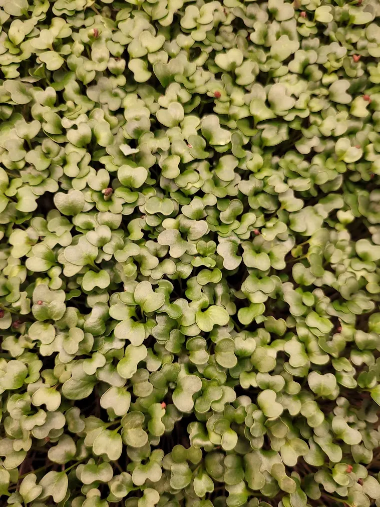 Fresh pesticide-free organic broccoli microgreens from microGREEN FX in SE Pennsylvania