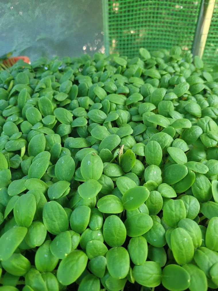 Fresh pesticide-free cantaloupe microgreens from microGREEN FX in SE Pennsylvania