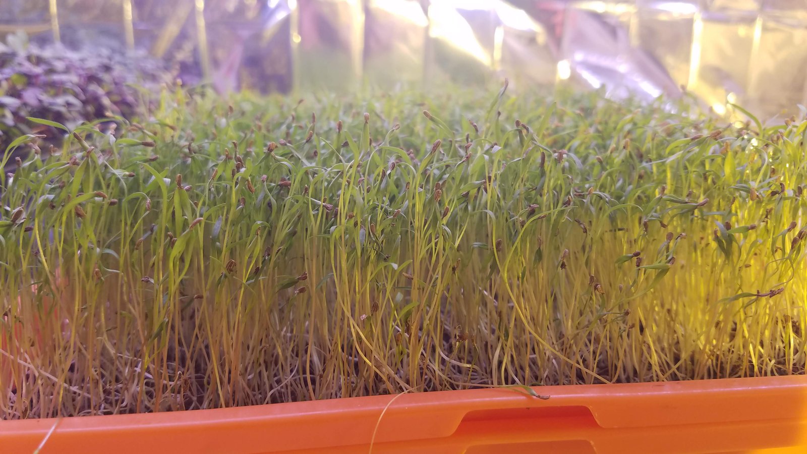 Organic Carrot Microgreens microgreens