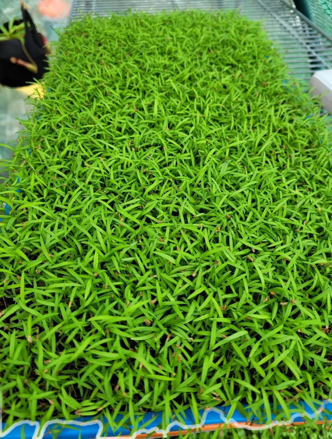 Fresh pesticide-free organic carrot microgreens from microGREEN FX in SE Pennsylvania