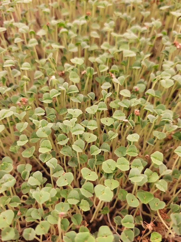 Fresh pesticide-free chia microgreens from microGREEN FX in SE Pennsylvania