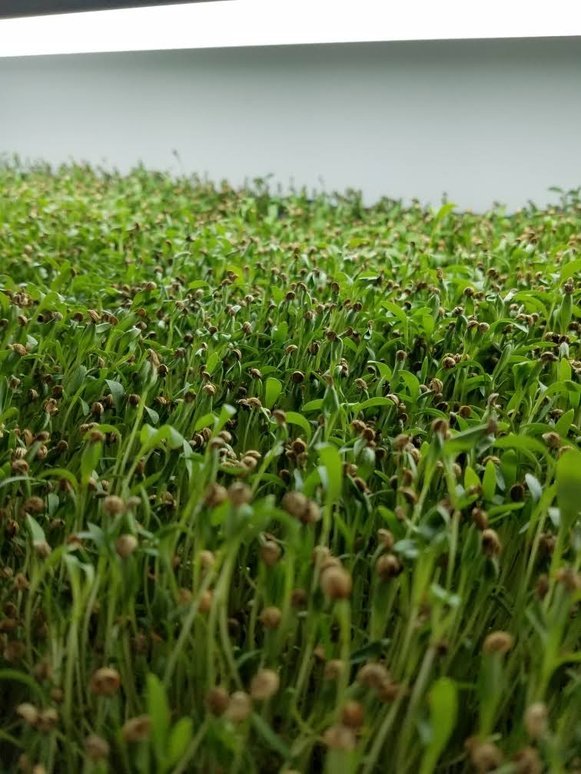Organic Cilantro (Coriander) microgreens
