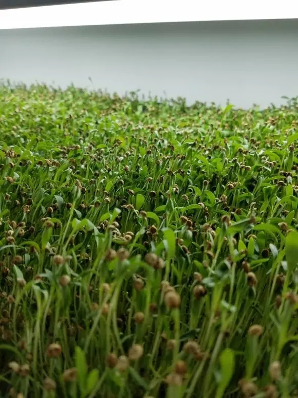 Fresh pesticide-free cilantro microgreens from microGREEN FX in SE Pennsylvania