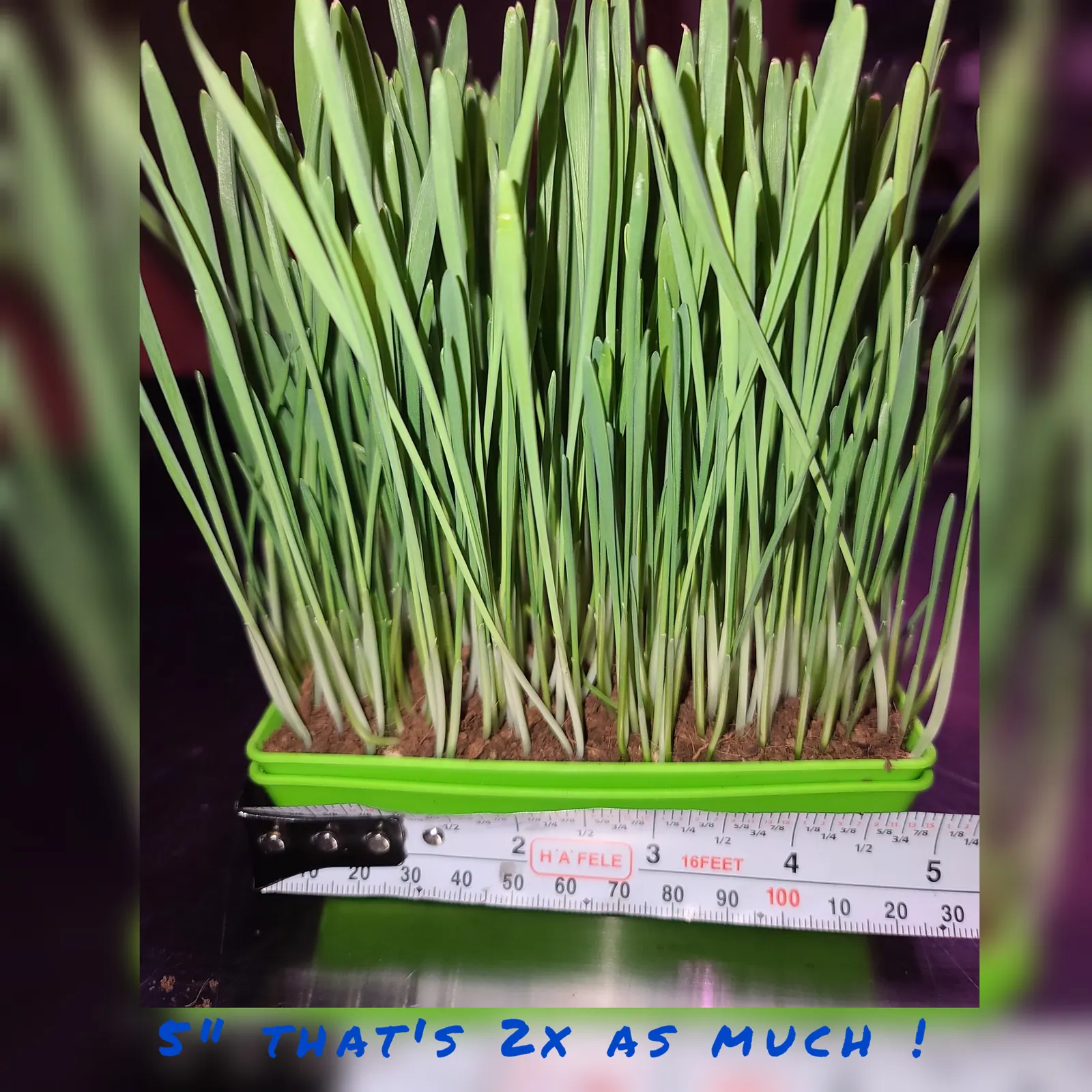Deluxe organic pet grass