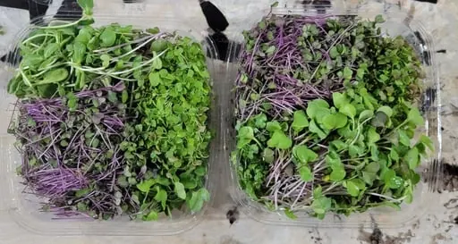 microGREEN FX पार्टनर फार्म CSA पिकअप, ताज़ी माइक्रोग्रीन्स