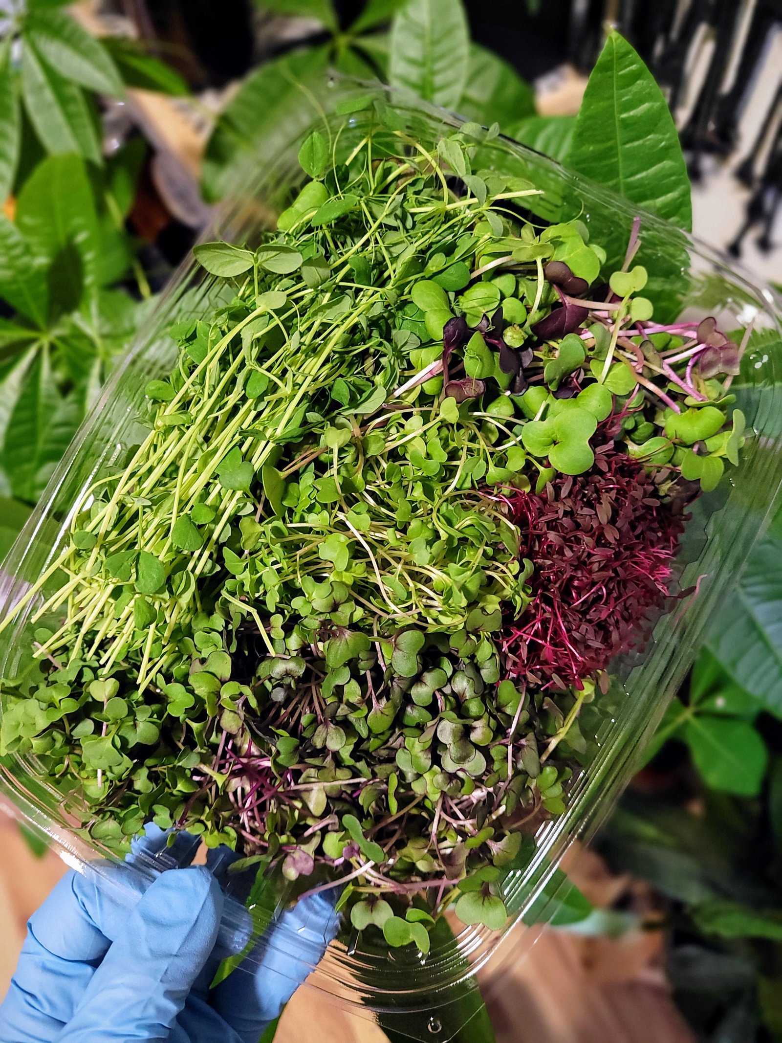 Farmers Blend