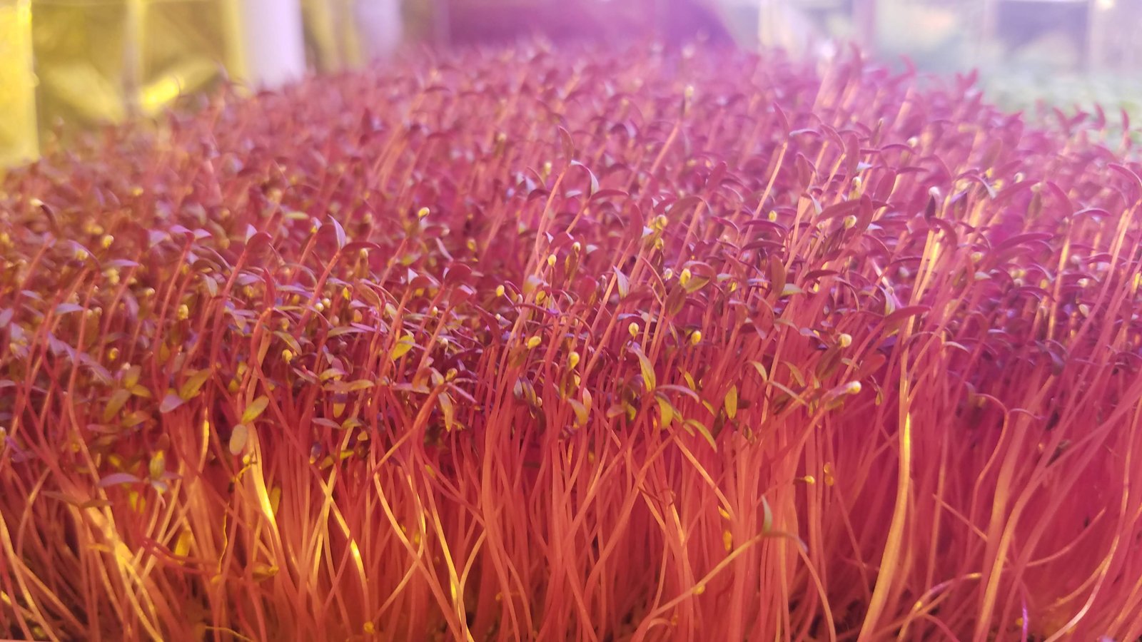 Garnet Amaranth Microgreens