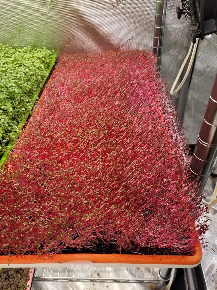 Pesticide-free organic garnet red amaranth microgreens from microGREEN FX in SE Pennsylvania