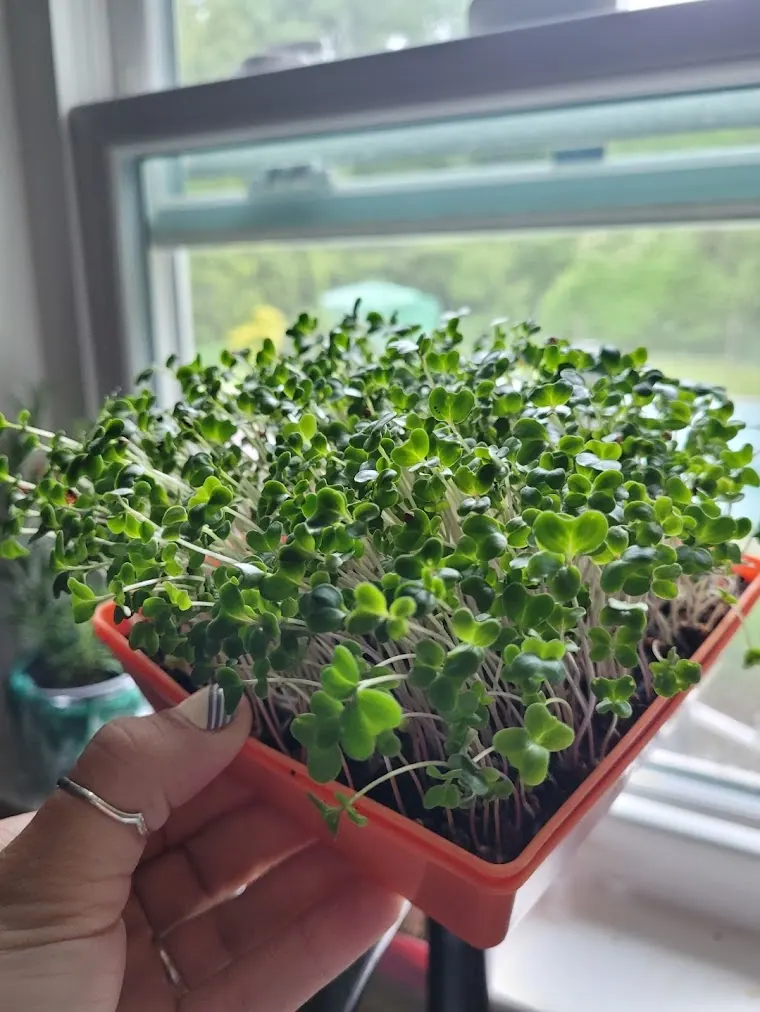 Lush tray of organic broccoli microgreens grown from a microGREEN FX Grow Kit, yield buyers can expect at home