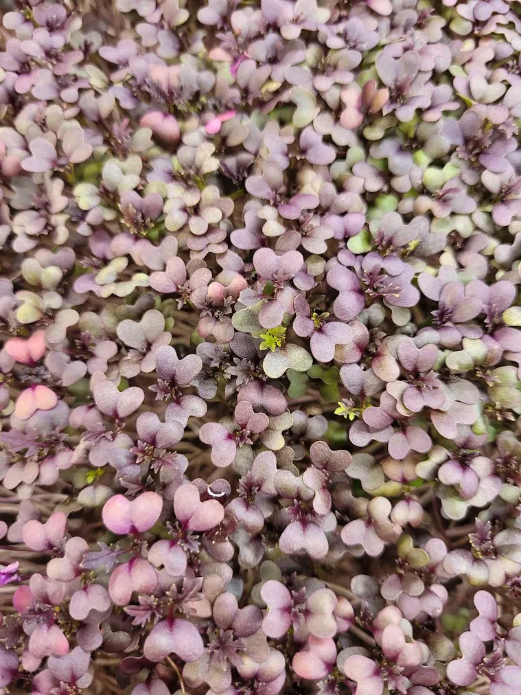 Fresh pesticide-free organic red lace Red Lace Red Lace Mustard microgreens from microGREEN FX in SE Pennsylvania
