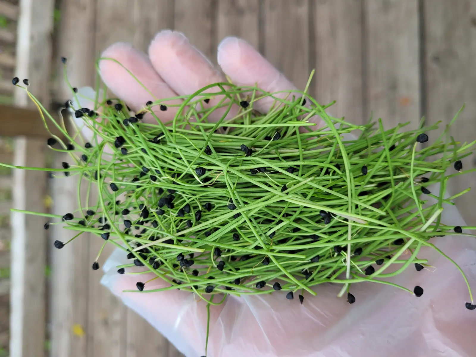 Onion microgreens held in hand showing fresh harvest quality