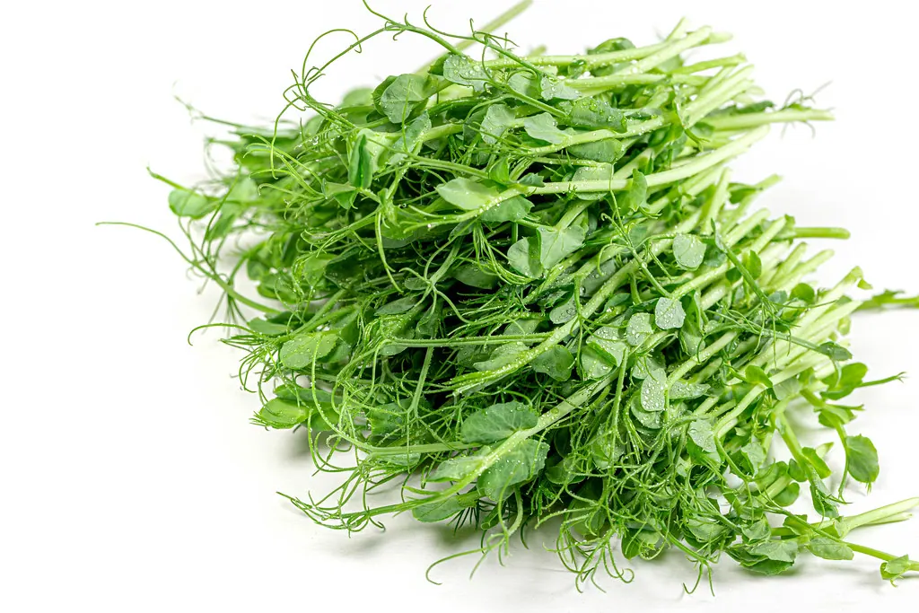 Fresh pesticide-free pea shoot microgreens from microGREEN FX in SE Pennsylvania