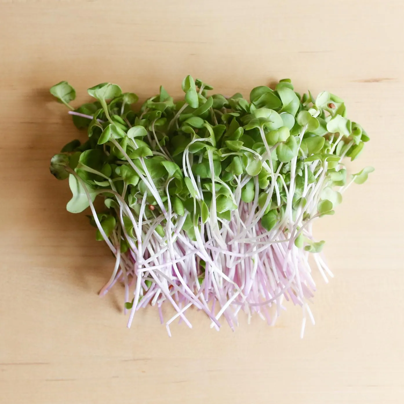 Spicy Radish Microgreens