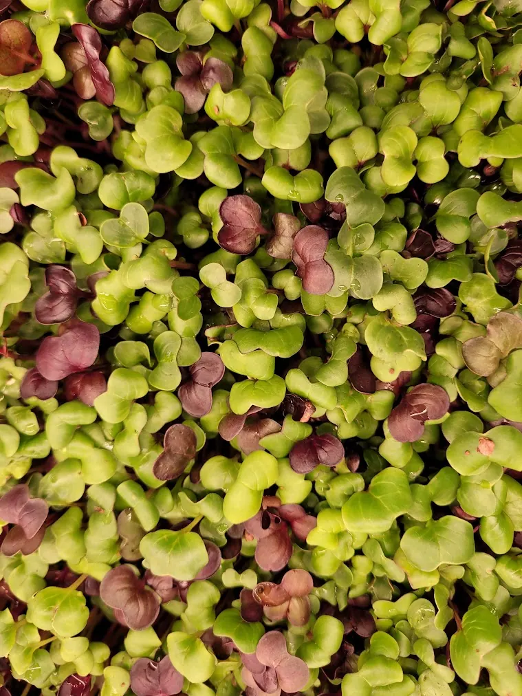 Fresh pesticide-free spicy Spicy Radish microgreens from microGREEN FX in SE Pennsylvania