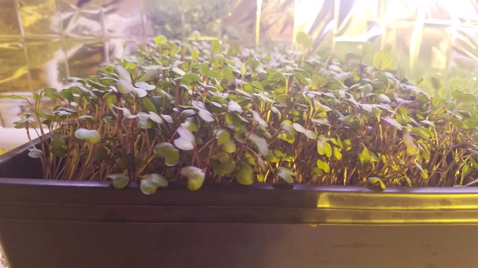 microGREEN FX 新鲜紫甘蓝微型蔬菜