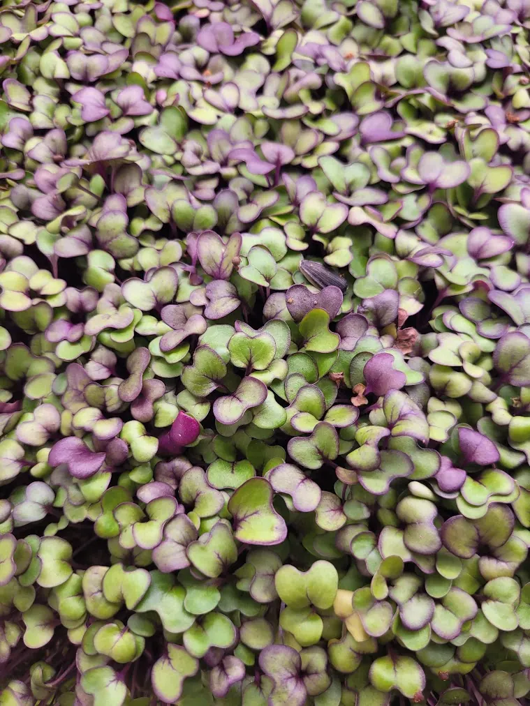 Fresh pesticide-free organic red cabbage microgreens from microGREEN FX in SE Pennsylvania