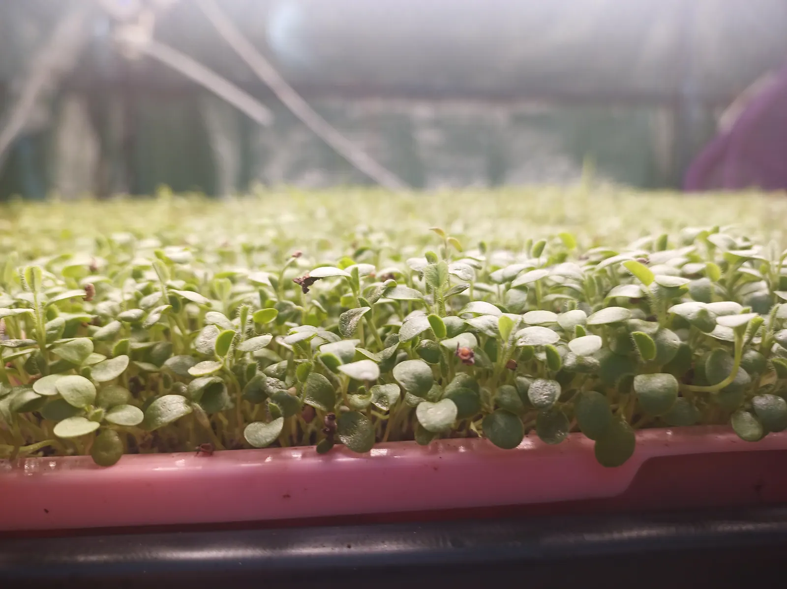 Fresh pesticide-free red clover microgreens from microGREEN FX in SE Pennsylvania
