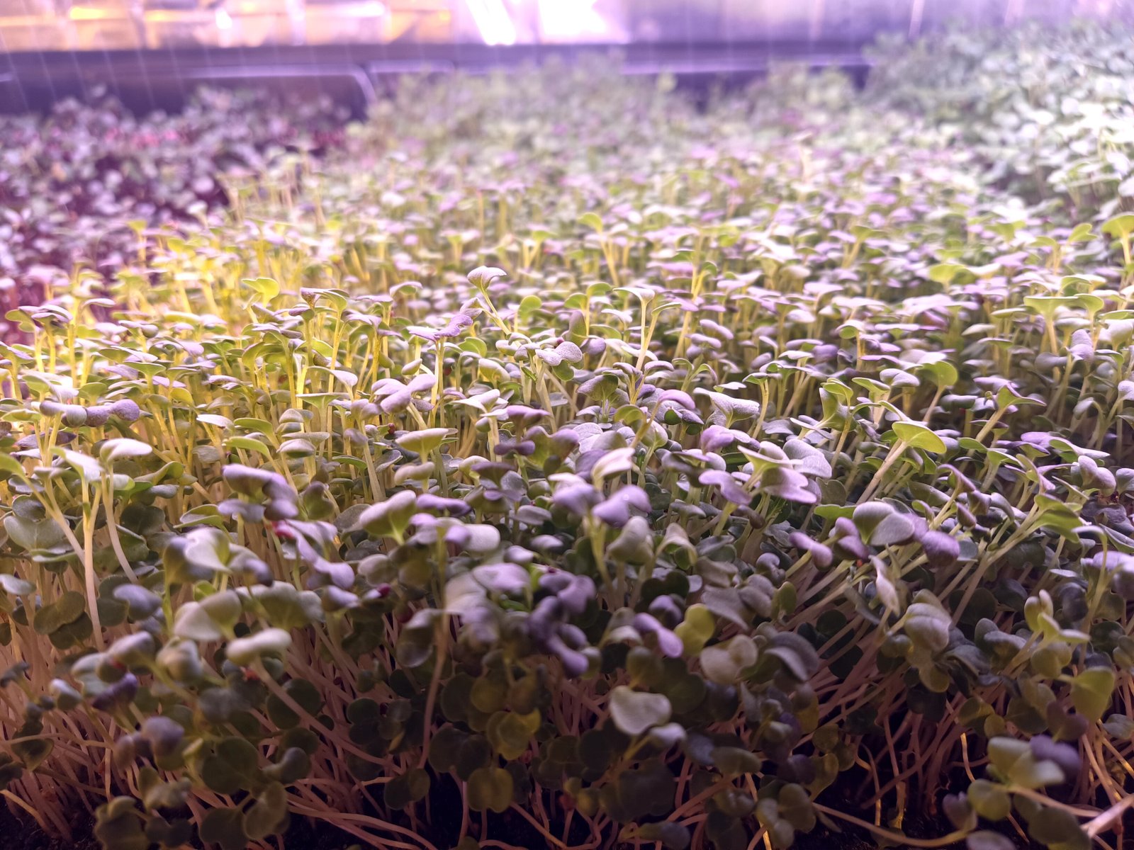 Organic Smoothie Blend