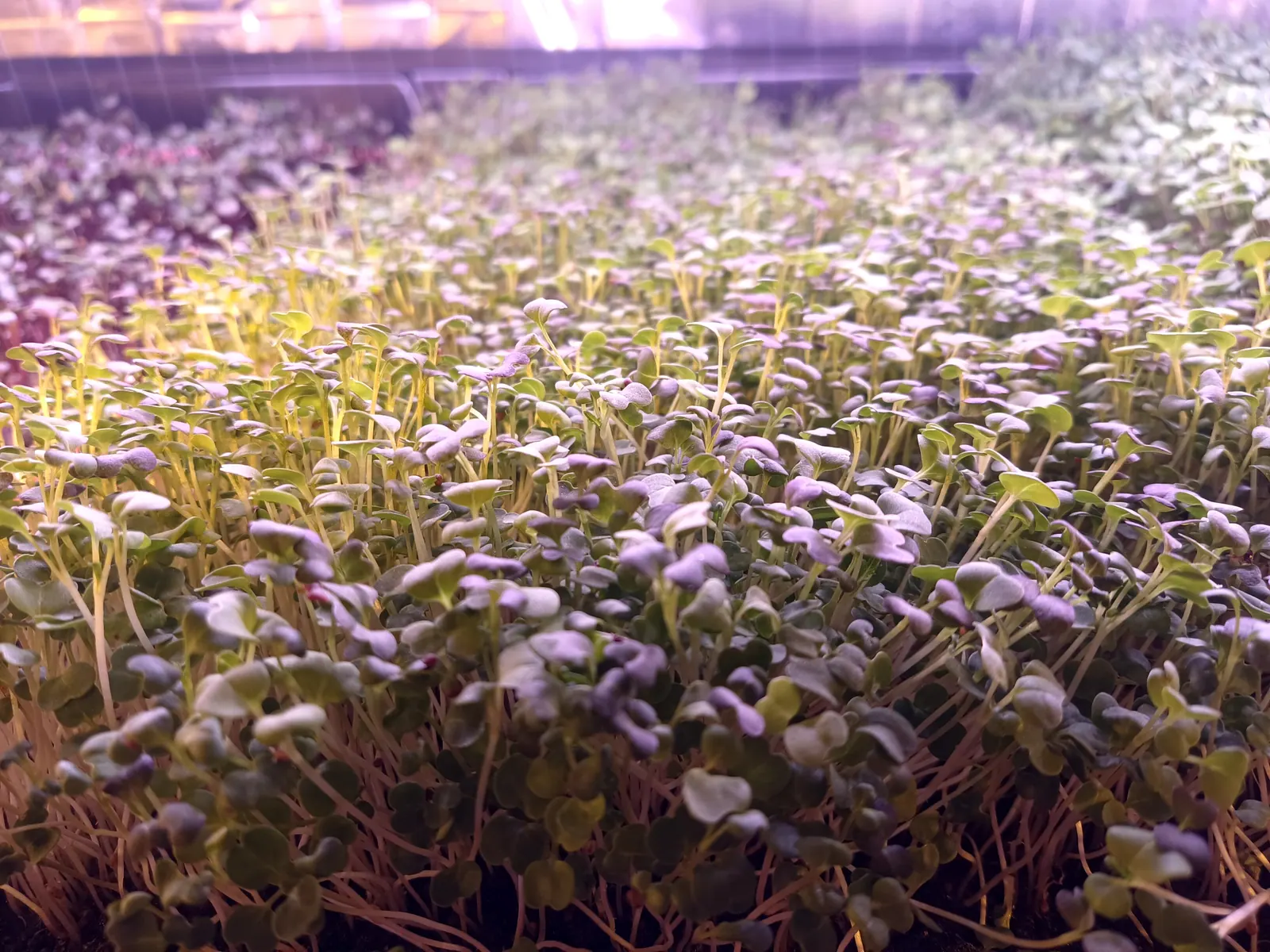 microGREEN FX Smoothie Blend pesticide-free microgreens SE Pennsylvania