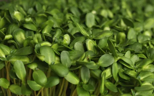 Sunflower Microgreens