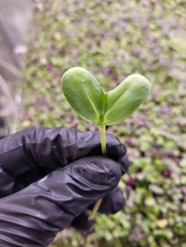 Fresh pesticide-free sunflower heart microgreens from microGREEN FX in SE Pennsylvania