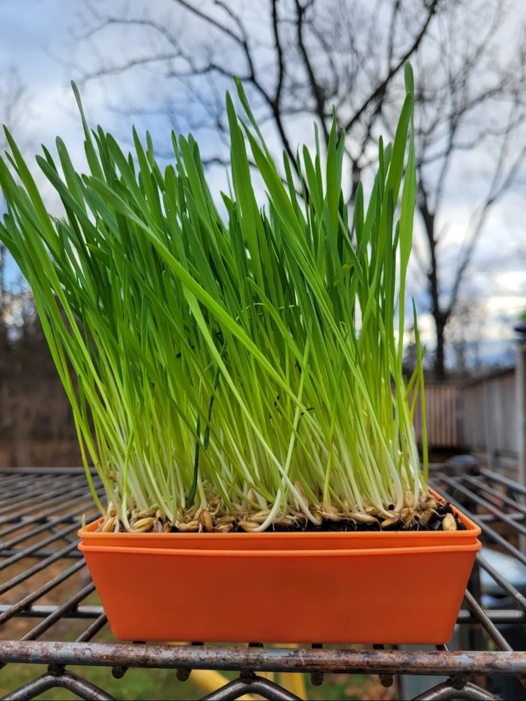 Fresh pesticide-free wheatgrass from microGREEN FX in SE Pennsylvania